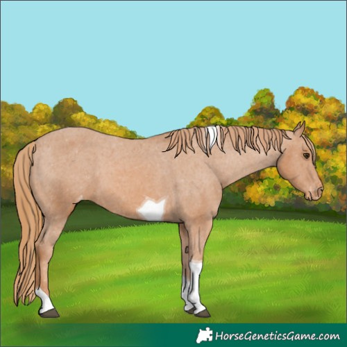 Horse Color:Chestnut Tobiano Appaloosa 
