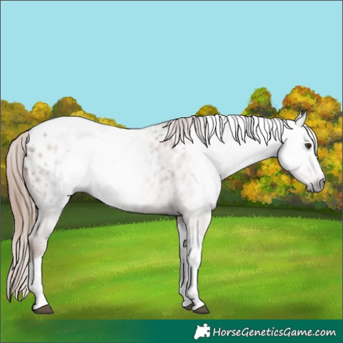 Horse Color:Gray Red Roan Tobiano Appaloosa 