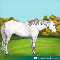 Horse Color:Gray Red Roan Tobiano Appaloosa 