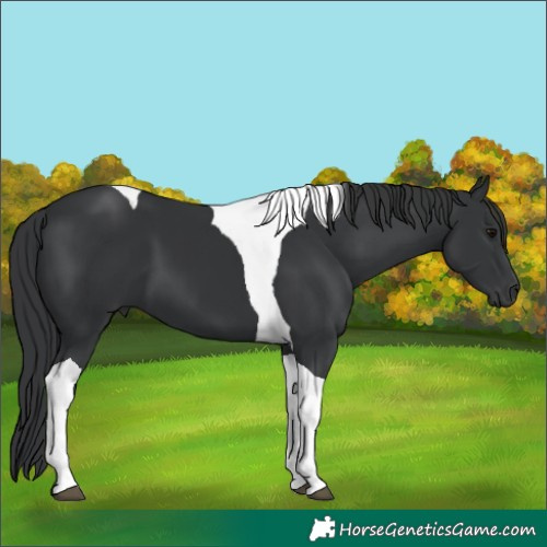 Horse Color:Black Tobiano 