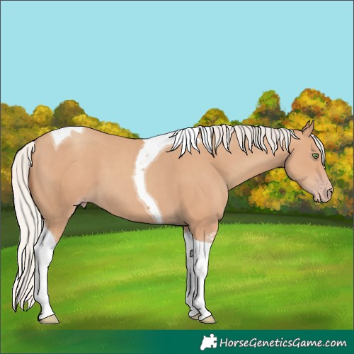 Horse Color:Silver Classic Champagne Tobiano 