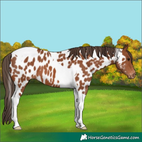 Horse Color:Bay Tobiano Appaloosa 