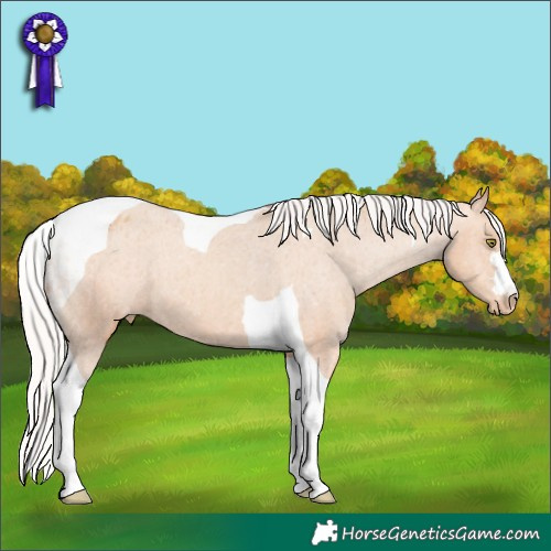 Horse Color:Silver Amber Champagne Tobiano Appaloosa 