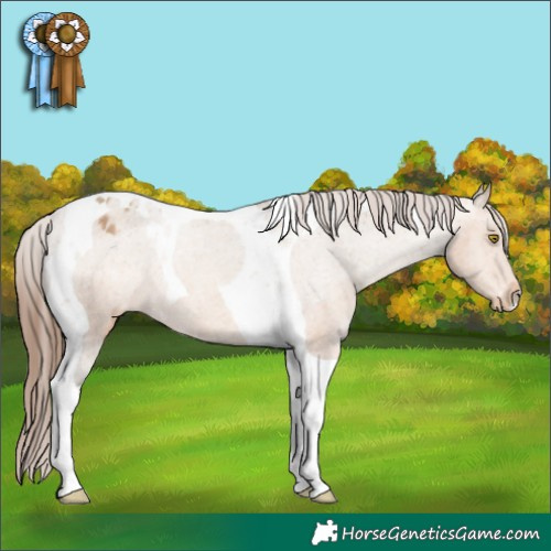 Horse Color:Amber Champagne Tobiano Appaloosa Rabicano 