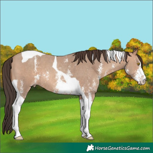 Horse Color:Sable Champagne Sabino Tobiano 