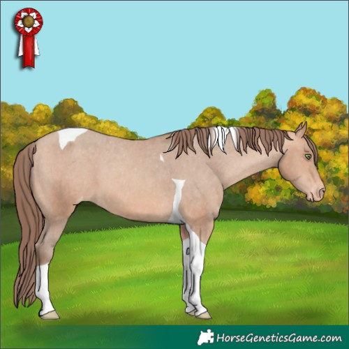 Horse Color:Amber Champagne Tobiano Appaloosa 
