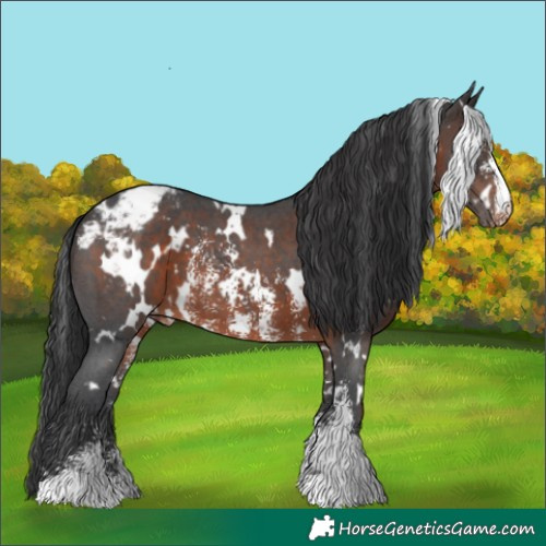 Horse Color:White Spotted Brown Sabino Varnish