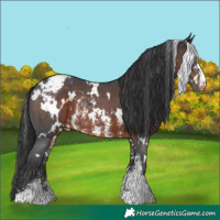 Horse Color:White Spotted Brown Sabino Varnish 