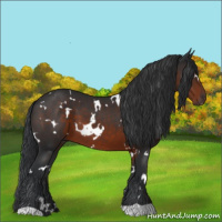 Horse Color:White Spotted Brown 