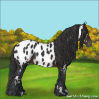 Horse Color:White Spotted Brown Appaloosa 