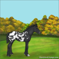 Horse Color:Black Appaloosa 