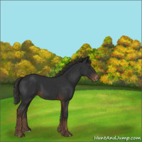 Horse Color:Liver Chestnut Varnish 