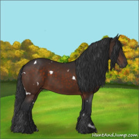 Horse Color:White Spotted Brown 