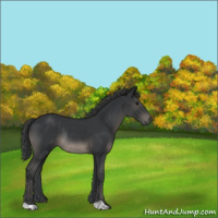 Horse Color:Black Rabicano