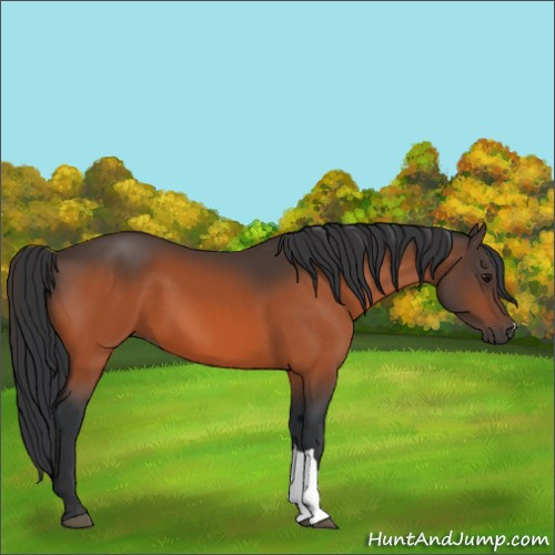 Horse Color:Bay 