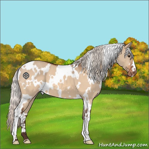 Horse Color:White Spotted Silver Brown Dun Appaloosa 