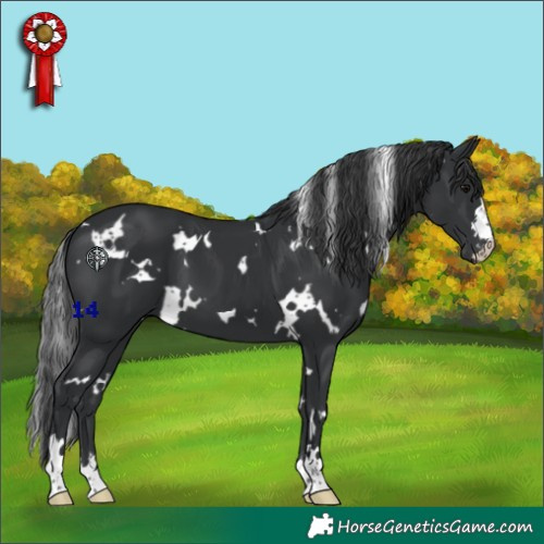 Horse Color:White Spotted Black 
