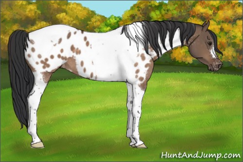 Horse Color:Brown Dun Tobiano Appaloosa 