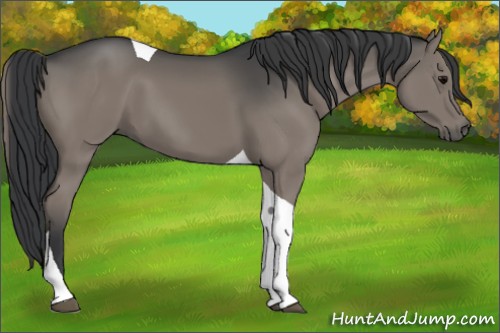 Horse Color:Grullo Tobiano 