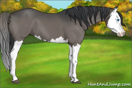 Horse Color:Grullo Splash 