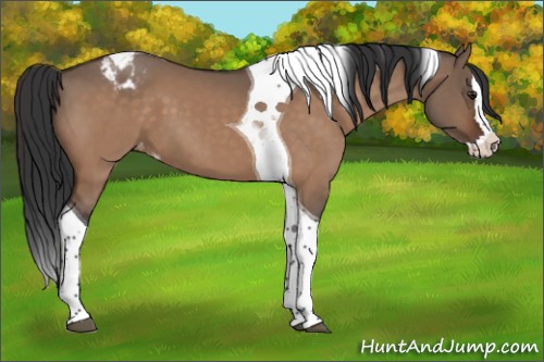 Horse Color:Brown Dun Splash Tobiano Appaloosa 