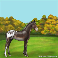 Horse Color:Silver Brown Appaloosa 