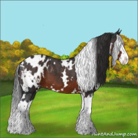 Horse Color:White Spotted Brown Sabino Splash Appaloosa