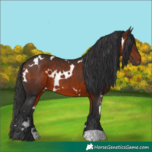 Horse Color:White Spotted Brown 