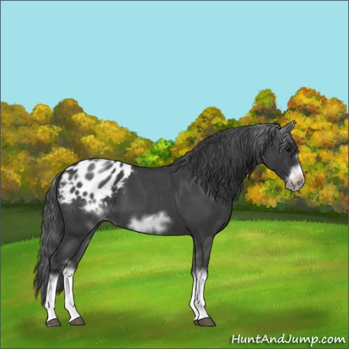 Horse Color:White Spotted Blue Roan Splash Frame Appaloosa 