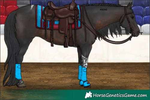 Horse Color:Brown Tobiano 