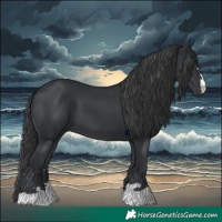 Horse Color:Black 