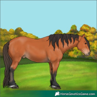 Horse Color:Bay 