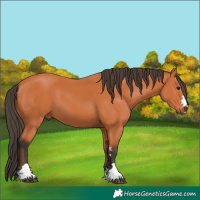 Horse Color:Bay 