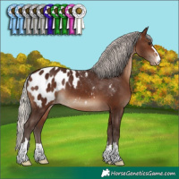 Horse Color:Silver Brown Appaloosa 