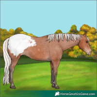 Horse Color:Silver Bay Appaloosa