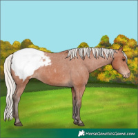 Horse Color:Silver Bay Snowcap 