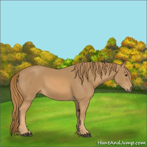 Horse Color:Unknown 