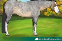 Horse Color:White Spotted Buckskin Roan