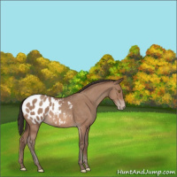 Horse Color:Sable Champagne Sabino Appaloosa 