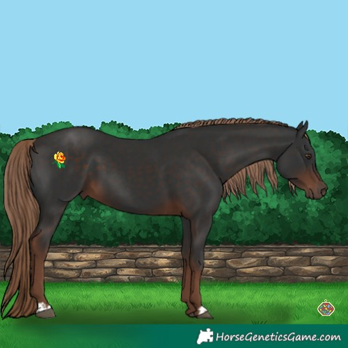Horse Color:Liver Chestnut 