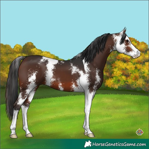 Horse Color:Brown Sabino