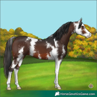 Horse Color:Brown Sabino 