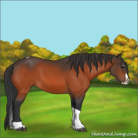 Horse Color:Bay Splash Tobiano 