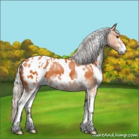 Horse Color:White Spotted Silver Buckskin Sabino Appaloosa 
