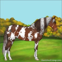 Horse Color:White Spotted Liver Chestnut Appaloosa 