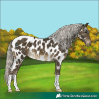 Horse Color:Silver Buckskin Appaloosa 