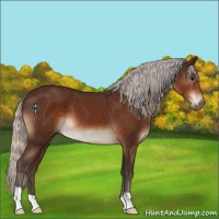 Horse Color:Silver Brown 