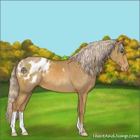 Horse Color:Palomino Appaloosa 