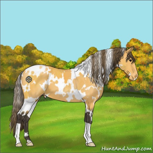 Horse Color:White Spotted Buckskin Appaloosa 