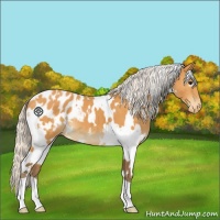 Horse Color:White Spotted Silver Buckskin Appaloosa